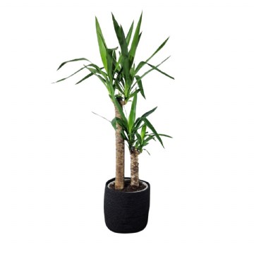 YUKA BİTKİSİ (Yucca Massengena) 2 Gövdeli 100-120 cm