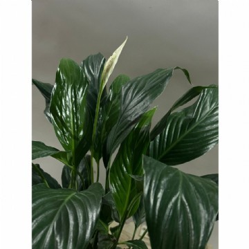 Barış Çiçeği - Spathiphyllum 60-80cm