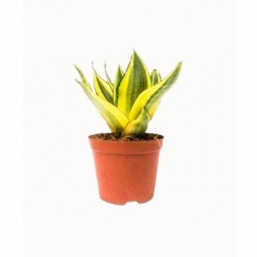 Sansevieria- paşa kılıcı