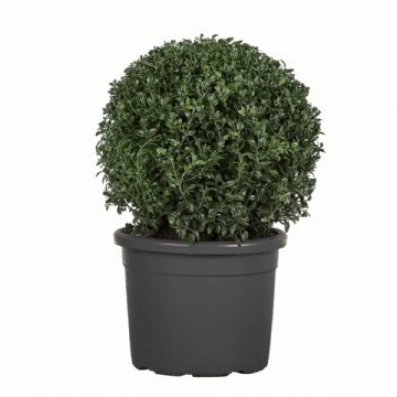 TOP ŞİMŞİR ( Buxus Sempervirens)