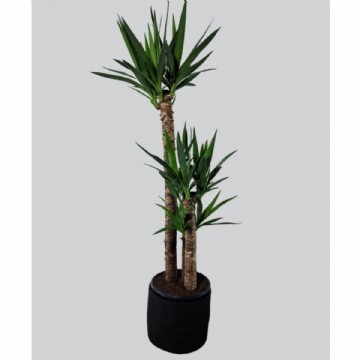 YUKA BİTKİSİ (Yucca Massengena) 3 Gövdeli 