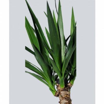 YUKA BİTKİSİ (Yucca Massengena) TEK Gövdeli 